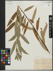 Foto von Salix acutifolia Willd.